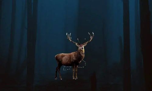 آموزش طراحی گوزن درخشان در فتوشاپ